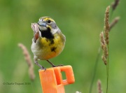 0J6A1042Dickcissel