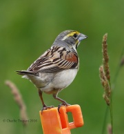 0J6A1055Dickcissel