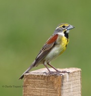 0J6A1062Dickcissel