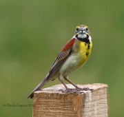 0J6A1072Dickcissel