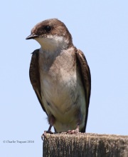0J6A2539Female_Tree_Swallow