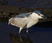 0J6A2561Black-Crowned_Night-Heron