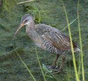0J6A2607Clapper_Rail