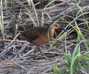 0J6A2618King_Rail