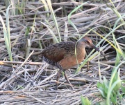 0J6A2622King_Rail