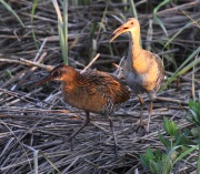 0J6A2638King_Rail_Clapper_Rail