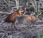 0J6A2643King_Rail_Clapper_Rail