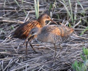 0J6A2649King_Rail_Clapper_Rail