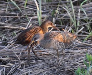 0J6A2650King_Rail_Clapper_Rail