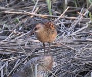 0J6A2659King_Rail