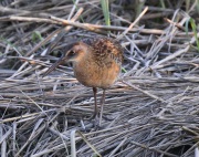 0J6A2662King_Rail