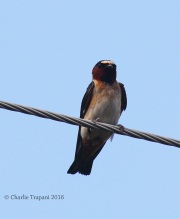 0J6A3667Cliff_Swallow