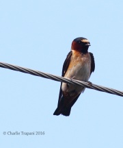 0J6A3674cliff_Swallow