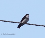 0J6A3683Bank_Swallow