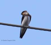 0J6A3709BAnk_Swallow