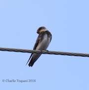 0J6A3741Bank_Swallow