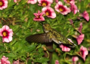 0J6A3761Ruby-throated_Hummingbird