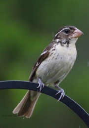 0J6A3774Rose-Breasted_Grosbeak