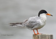 0J6A3821Forster's_Tern