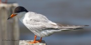 0J6A3833Forster's_Tern