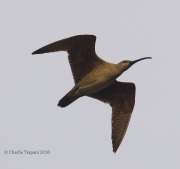 0J6A4069Whimbrel copy