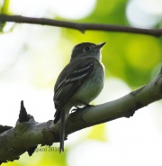0J6A9970Least_Flycatcher