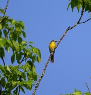 6S3A5739Yellow-breated_Chat