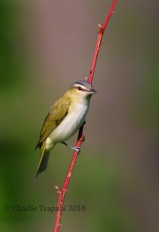 6S3A5746Red-Eyed_Vireo