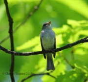 6S3A5771Least_Flycatcher