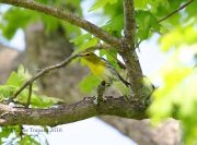6S3A5776Yellow-Throated_Vireo