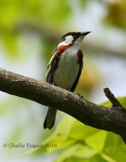 6S3A5786Chestnut-Sided_Warbler
