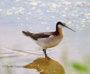 6S3A5845Wilson's_Phalarope