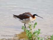6S3A6105Wilson's_Phalarope