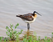 6S3A6128Wilson's_Phalarope