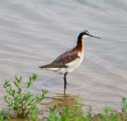 6S3A6137Wilson's_Phalarope