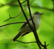 6S3A6257Acadian_Flycatcher