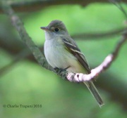 6S3A6264Acadian_Flycatcher