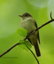 6S3A6284Acadian_Flycatcher