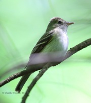 6S3A6347Acadian_Flycatcher