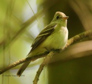 6S3A6377Acadian_Flycatcher