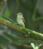 6S3A6463Acadian_Flycatcher