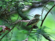 6S3A6470Acadian_Flycatcher