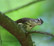 6S3A6486Louisiana_Waterthrush
