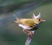 6S3A6528Ovenbird
