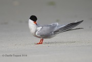6S3A6581Common_Tern