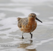 6S3A6668Red_Knot