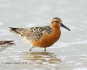 6S3A6678Red_Knot