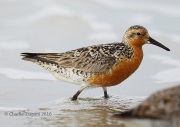 6S3A6690Red_Knot