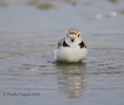 6S3A6706Piping_Plover