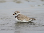 6S3A6709Piping_Plover